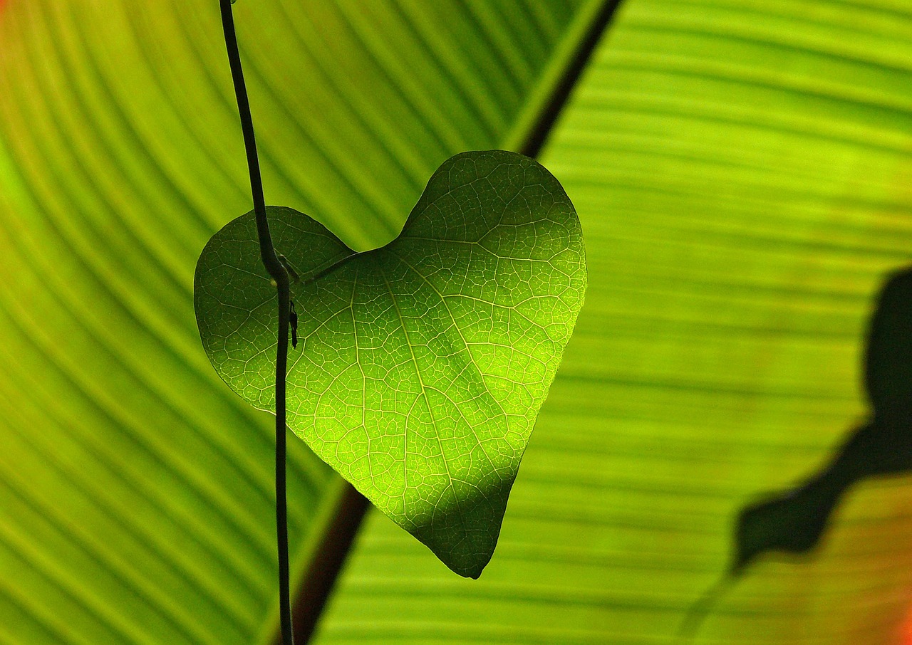 leaf, heart, green-547400.jpg